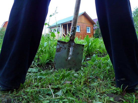 Сорняки на участке