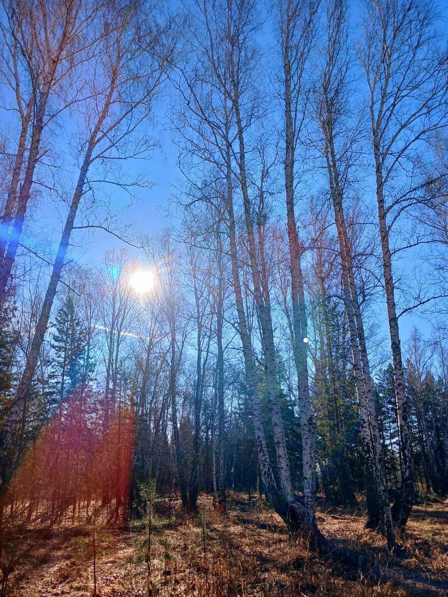 Весна в самом разгаре! Фото автора