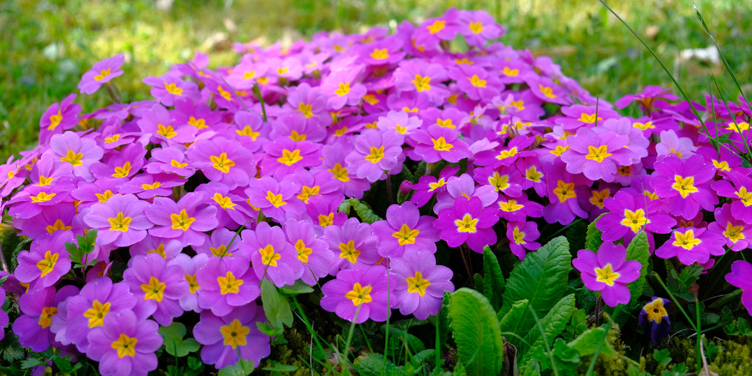 Самое время посадить многолетники: подборка 15 самых неприхотливых растений для вашей дачи