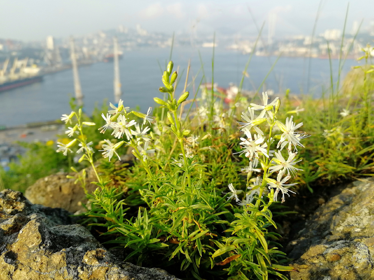 Смолëвка поникшая на скалах Крестовой сопки. 