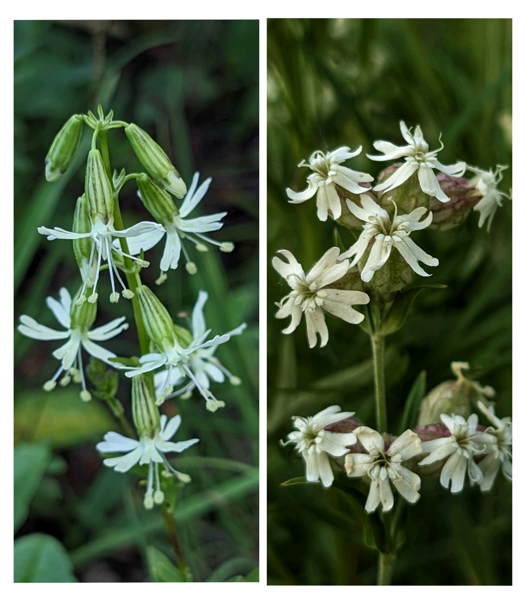 Слева смолëвка поникшая с Крестовой сопки. Справа — дрёма белая, росшая у подножия скал на побережье Амурского залива Японского моря (полуостров Шкота).