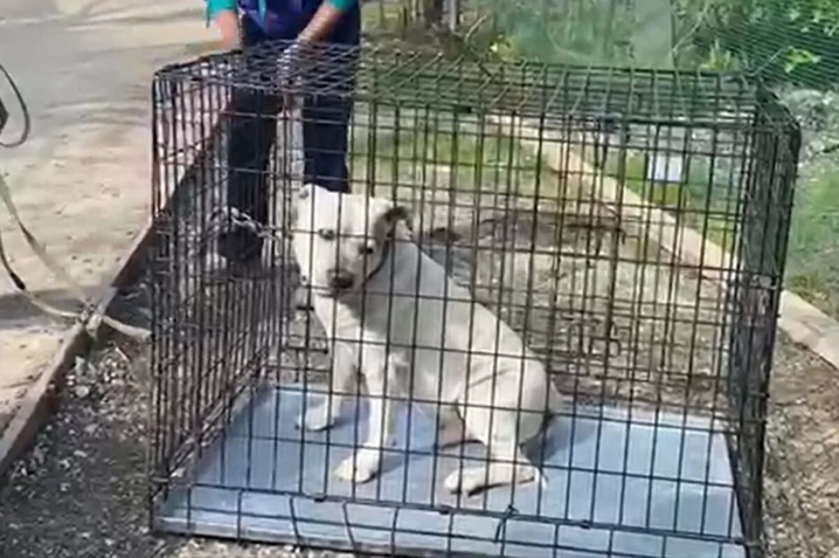    Привязанного в Сочи пса опасной породы поместили в муниципальный приют
