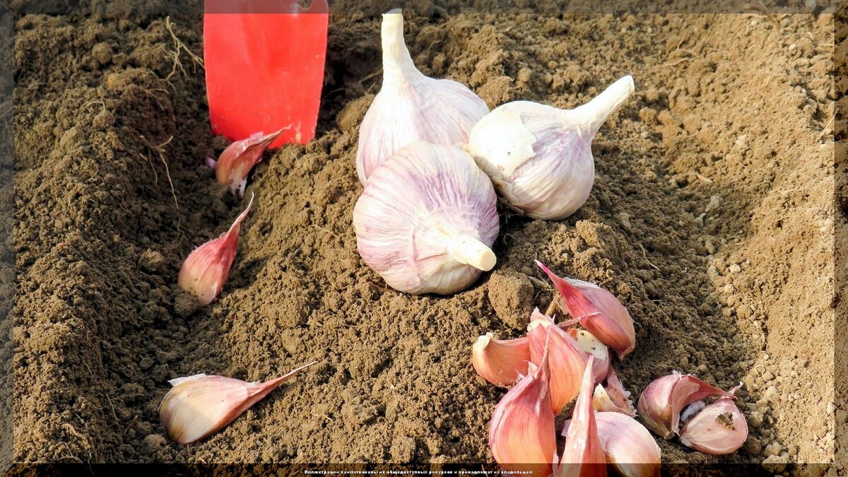 https://vk.com/photo-159774511_457270585