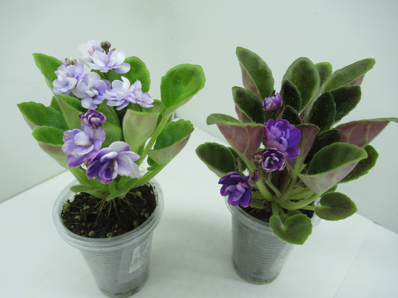 Фиалка "АВ-Кисельные берега" - мини моё фото