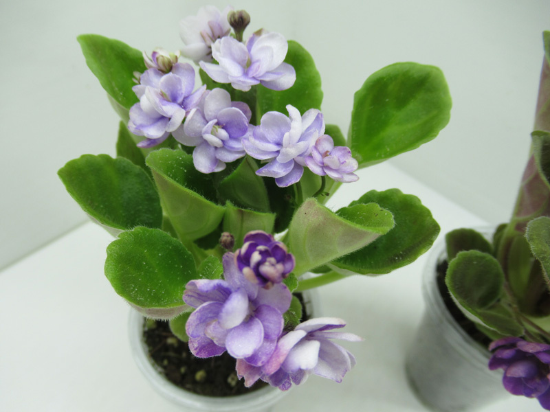 Светлый вариант - по сорту