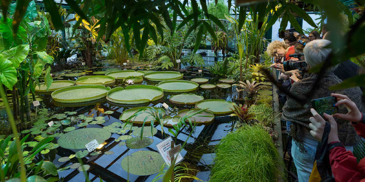 Аптекарский огород