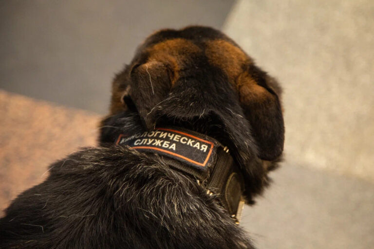    Фото: Общественная служба новостей Ольга Шмырева