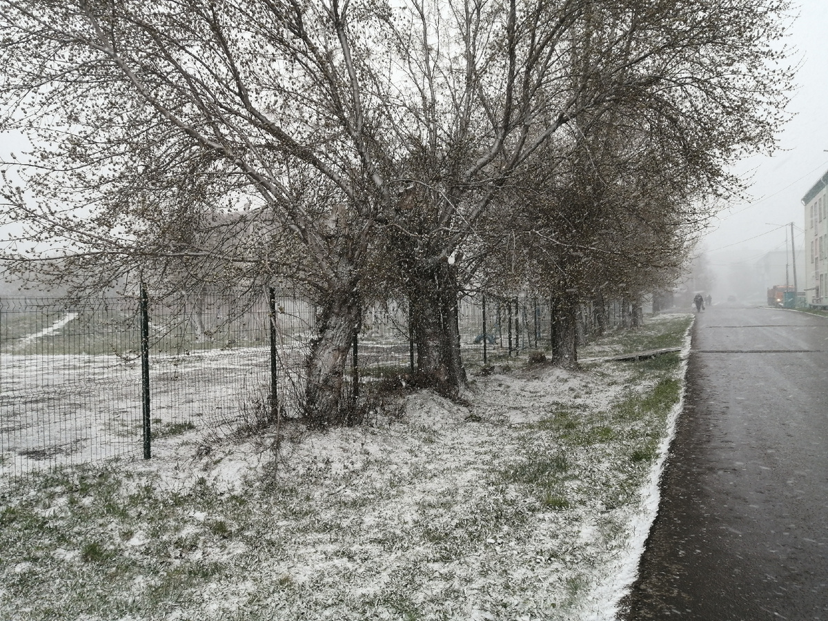 Вот и к нам долетели отголоски зимы... 