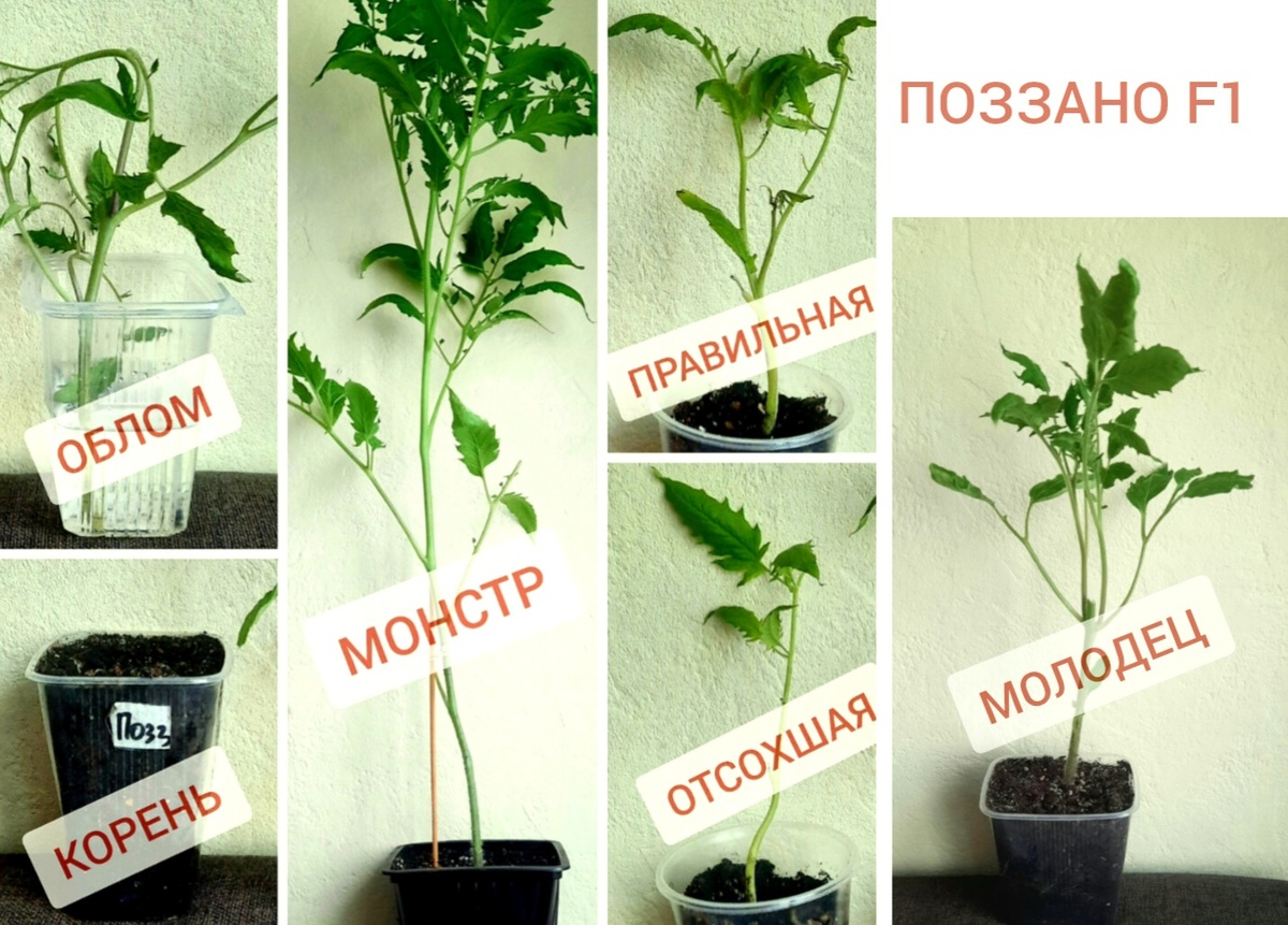 Фотоколлаж автора. 18.04.25г.