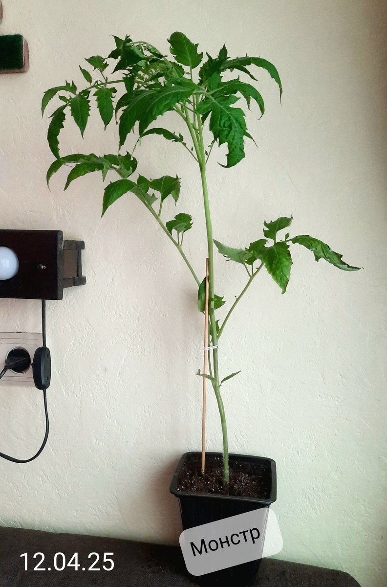 Фото автора.