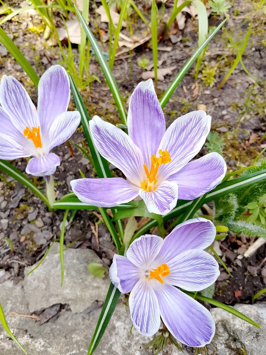 Сама нежность