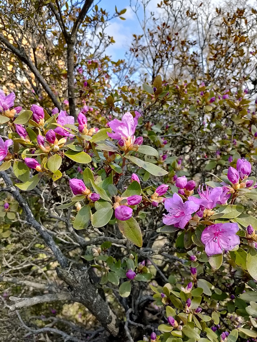 Очарование весны