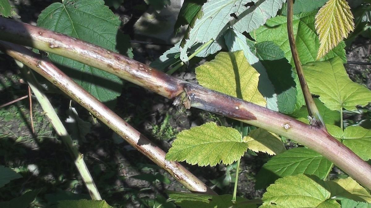 Дидимелла на малине 