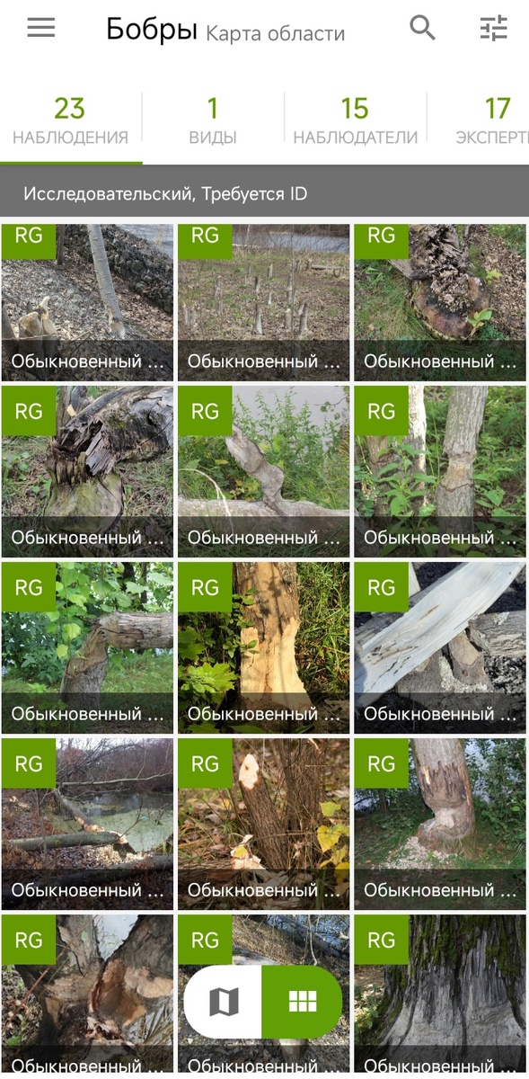 Рисунок 2 - Наблюдения на платформе iNaturalist, помеченные как "Обыкновенный бобр" и сделанные до 1 мая 2022 года