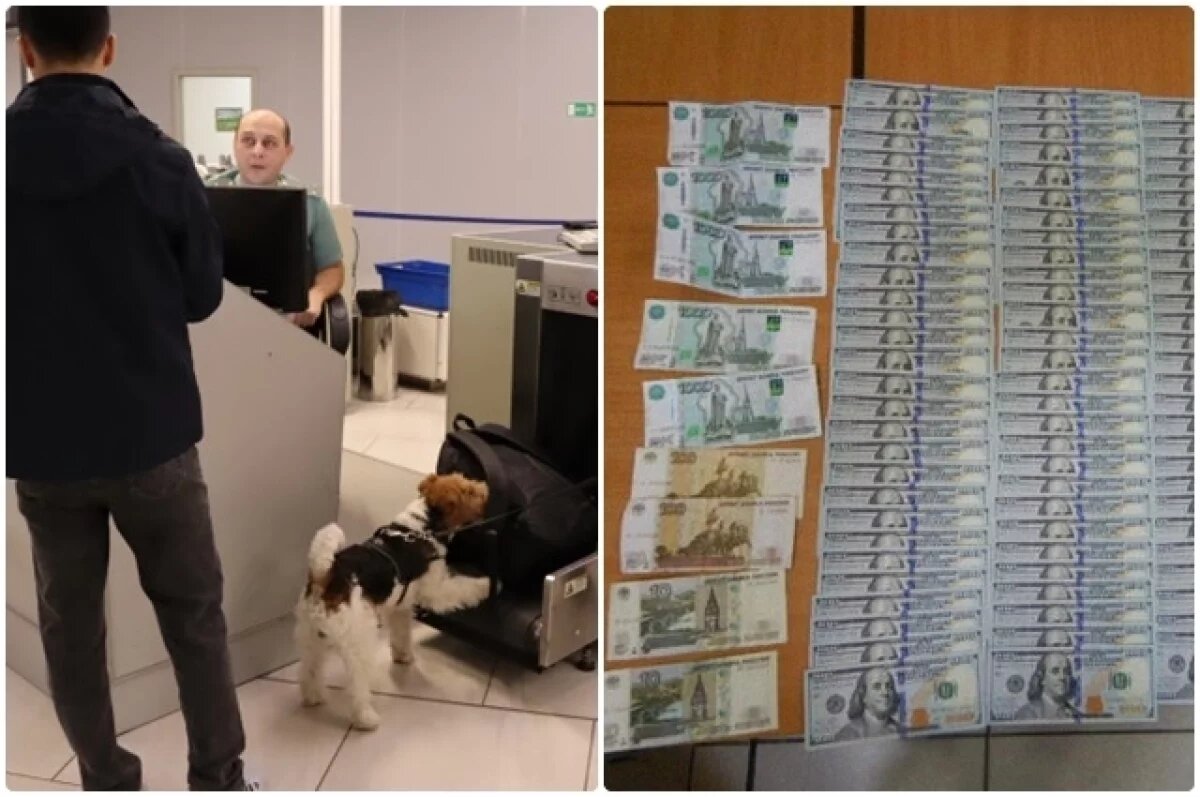    Пушистый таможенник нашёл валюту у мужчины в аэропорту Новосибирска