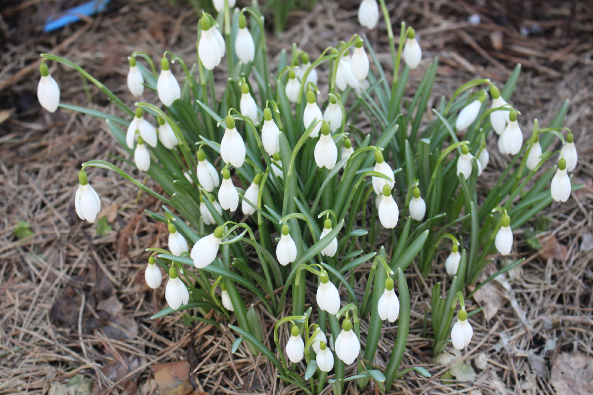подснежники нашего сада
