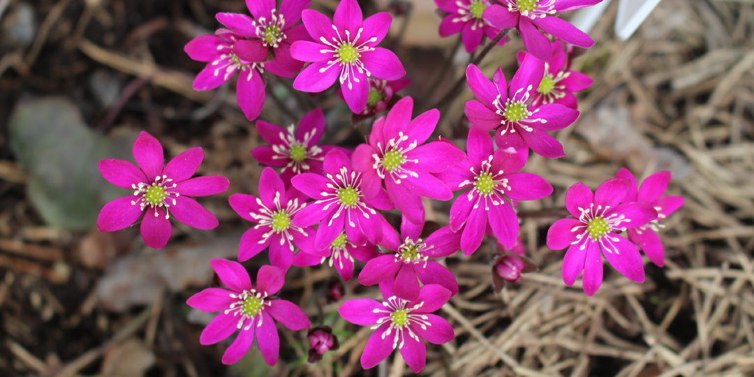 Все о первоцветах в ландшафте: настоящие подснежники, проламывающие лед, №№ 1-7