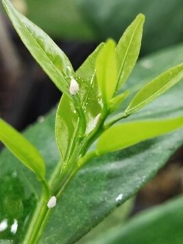 Молодые особи очень мобильны и незаметны, важно не пропустить их на начальных стадиях заражения.