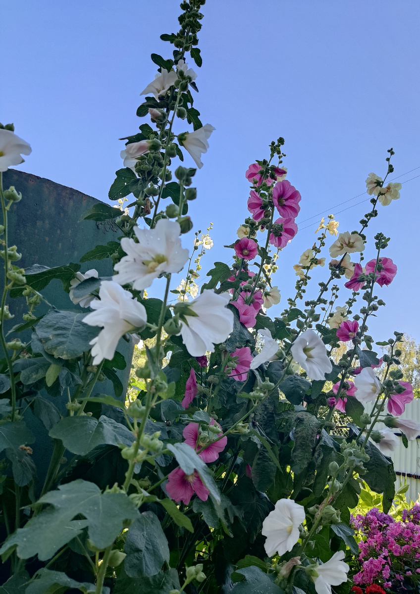 Цветы из СССР - мальвы