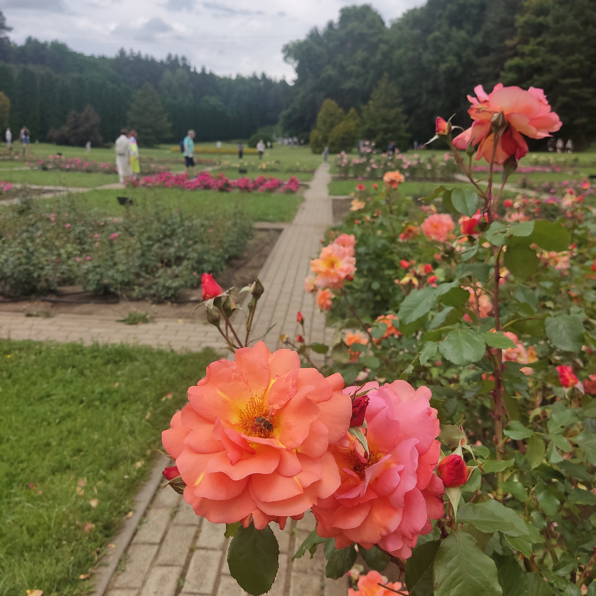 Кисловодск, долина Роз. Хоть и не в тему, а красиво))