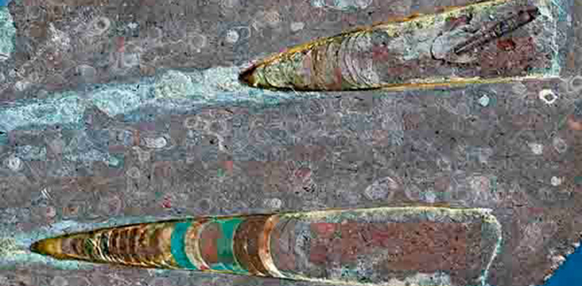 Окаменелости головоногих моллюсков ортоконов, вымерших в ордовике