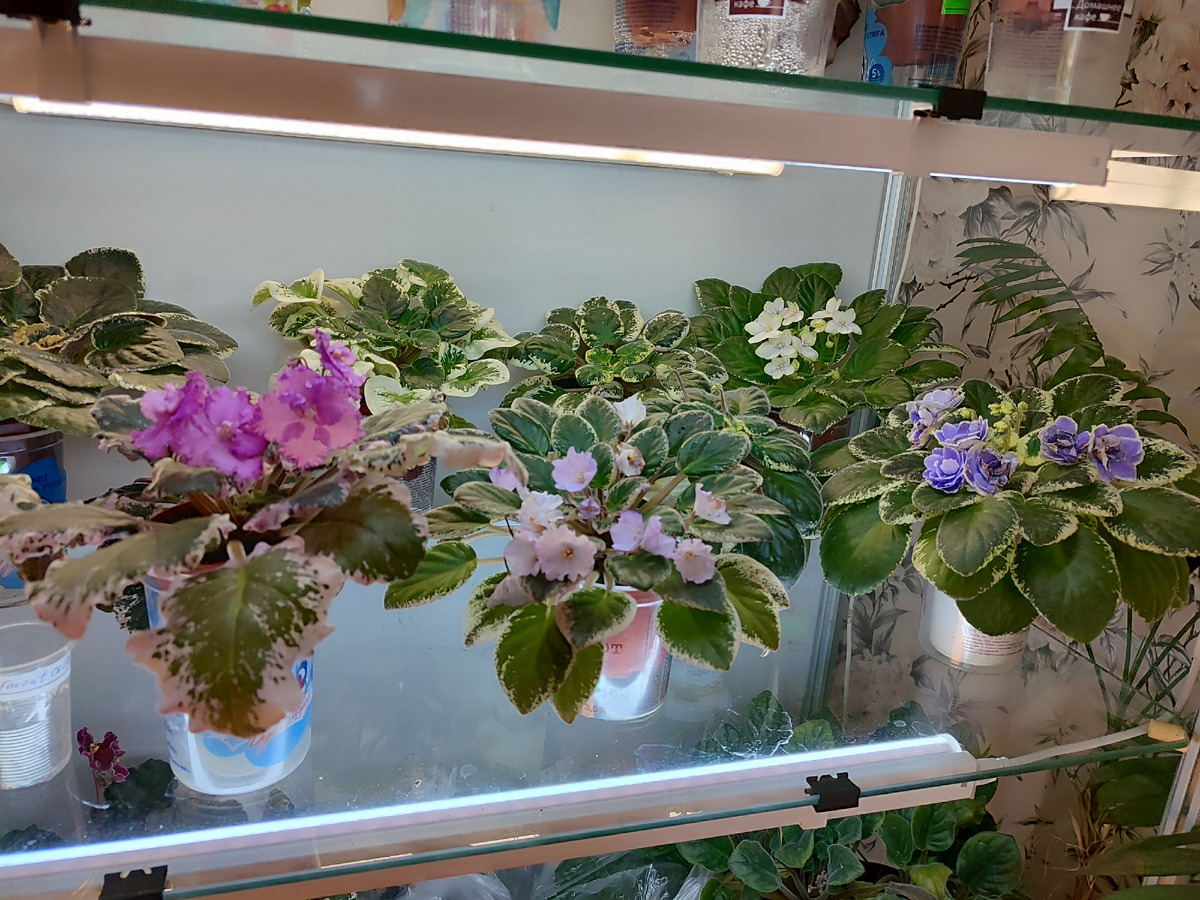 На стеллаже у меня, в основном, остались пестролистники.