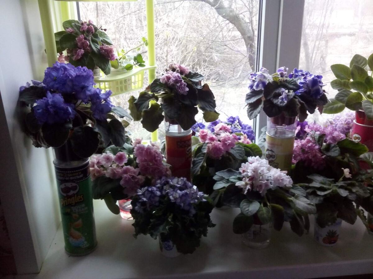 Апрельское цветение фиалок на окнах. Фото не этого года.