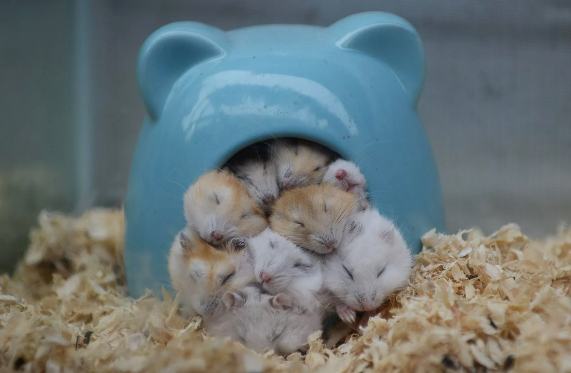 Одиночка по натуре — хомячки предпочитают жить в одиночестве. Не селите двух вместе без крайней необходимости.