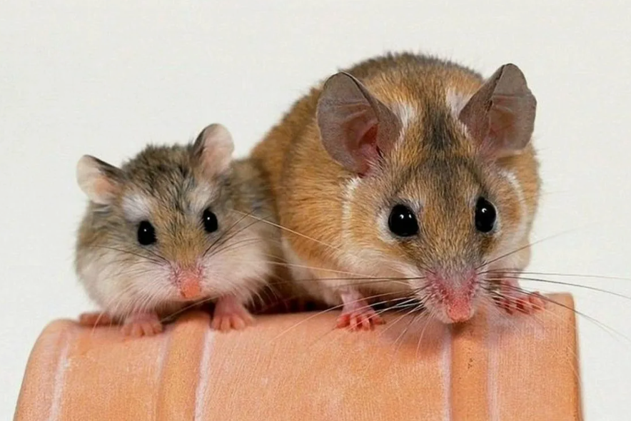 Просторная клетка — обеспечьте хомячку большое, хорошо вентилируемое жилище с домиком, беговым колесом и тоннелями.