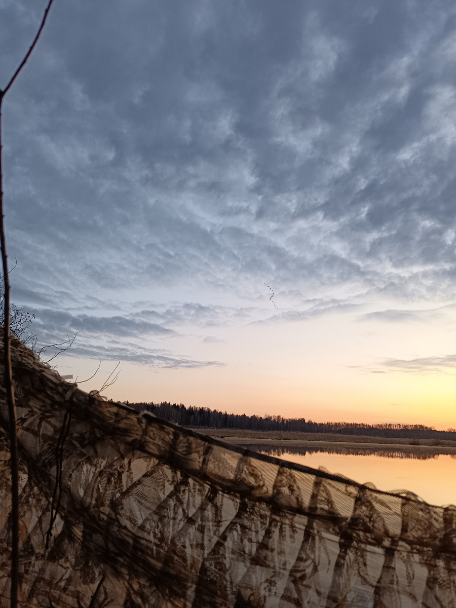 Гуси на рассвете - красота!