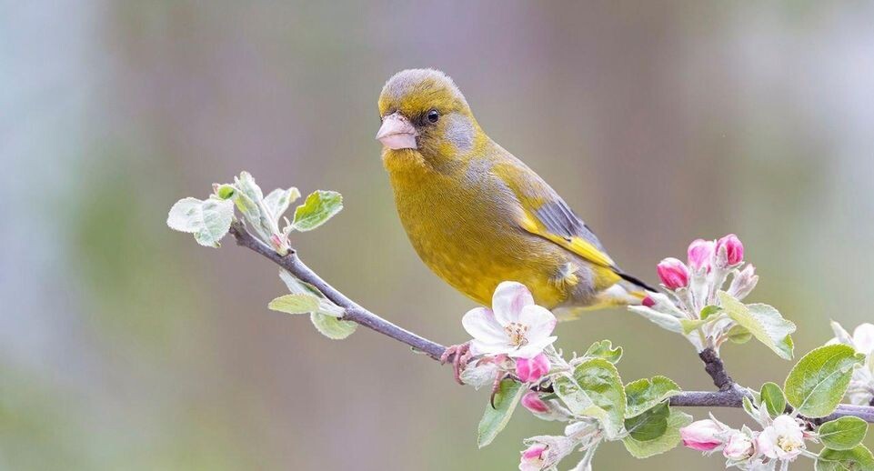    Андрей Киселев/Серебряные Пруды