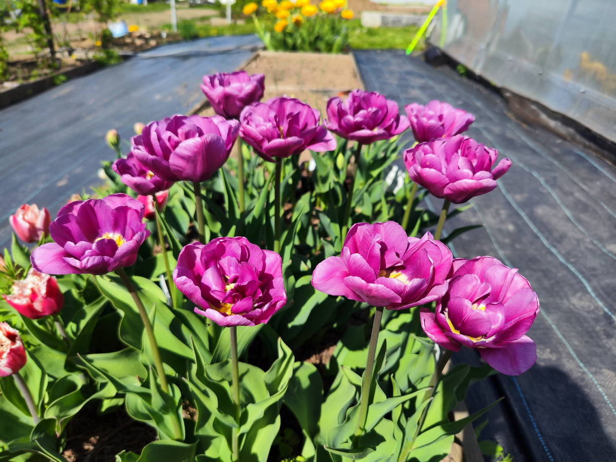 Куплен как сорт Картинка, но к сожалению пересорт.