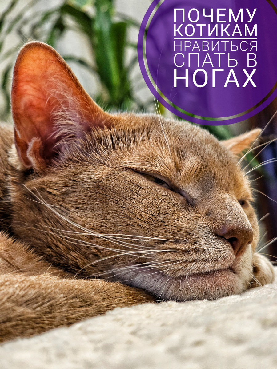 В ногах уютнее 