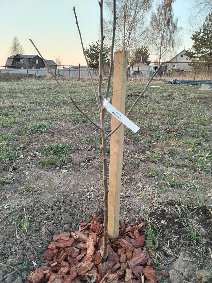 Вы знали, что Белый налив называется Папировка? Я тоже нет.