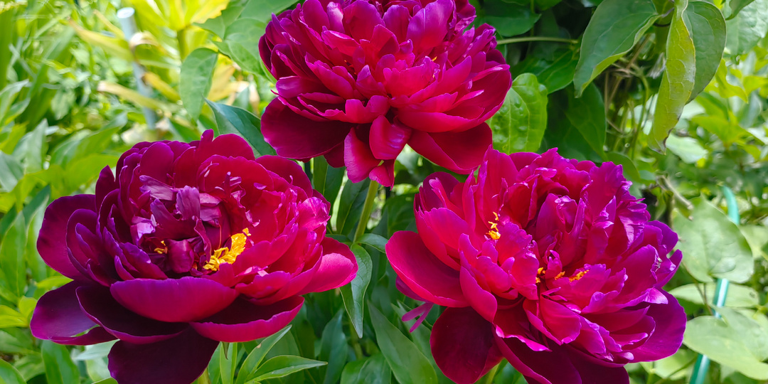 Пионам и розам для пышного цветения после зимы – обязательно (рецепт советской цветочницы). Первая и вторая подкормки – самые важные