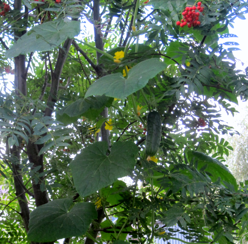 Фото из личного архива автора. Огурец на рябине.