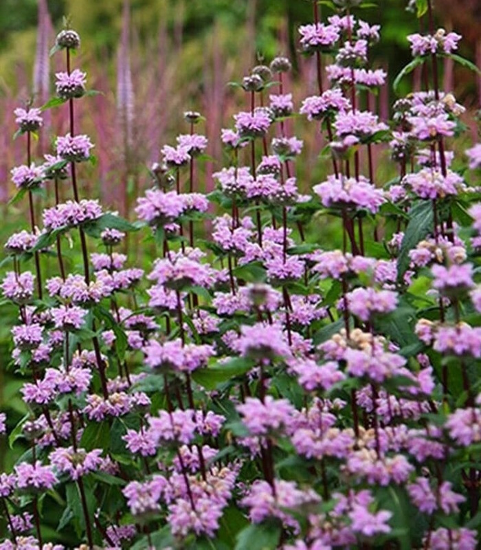 Взято из интернета, так как мне нечего фотографировать. Вот чего не прорастает-то? Не ананас же пытаюсь вырастить... 
