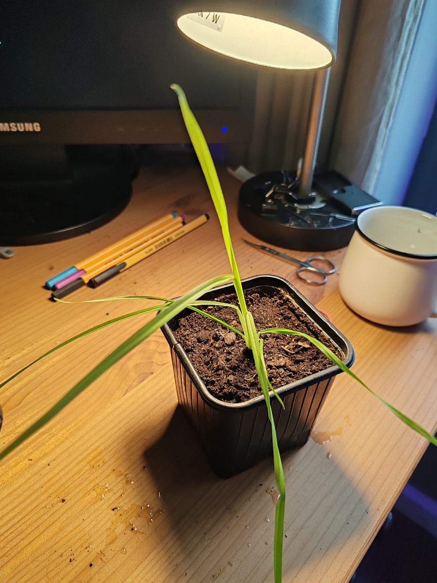 Молиния хороша, у нее уже дополнительные ростки идут, наращивает куст!