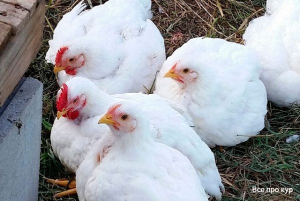 Какой корм лучше для бройлеров и критерии выбора 🐔