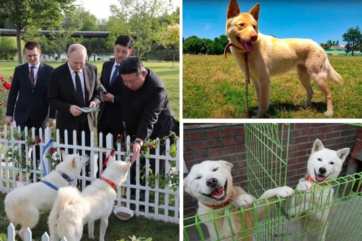    Лидер КНДР Ким Чен Ын подарил Владимиру Путину пару собак северокорейской породы пхунсан.