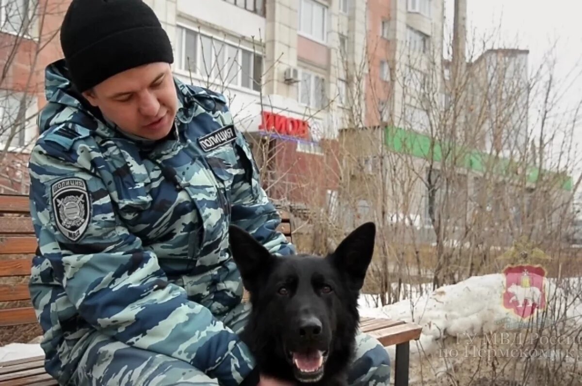    Служебный пёс МВД Линк после погони задержал грабителя в Перми