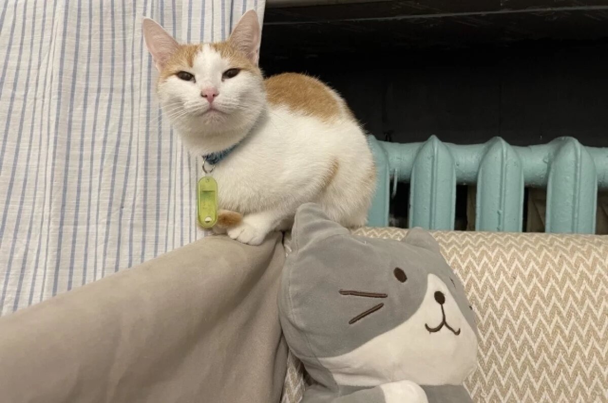    Психолог Полякова раскрыла лечебные свойства кошачьего мурчания