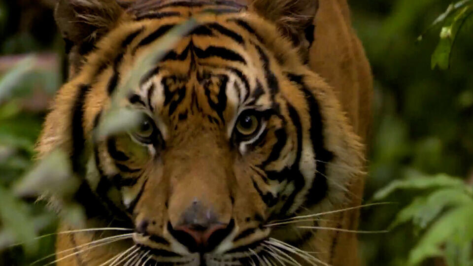 Фото: © Кадр из программы "Невероятно интересные истории", РЕН ТВ