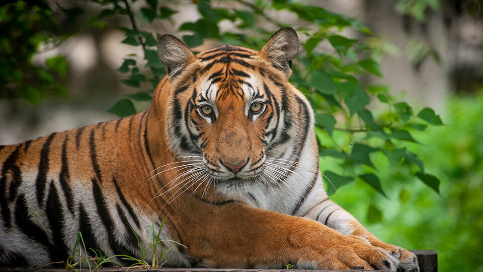 Фото: © Global Look Press/Hari Maharjan/XinHua
