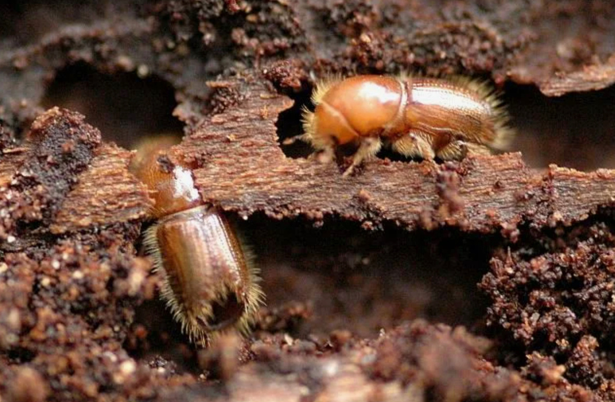 короед типограф