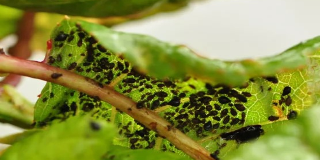 Хватит страдать от тли! Есть реально простой способ избавление от вредителей