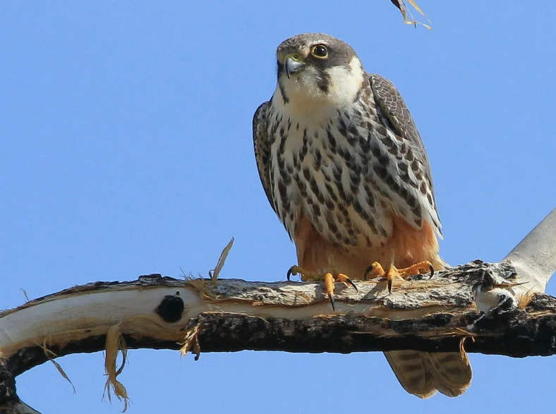 Чеглок Falco Subbuteo