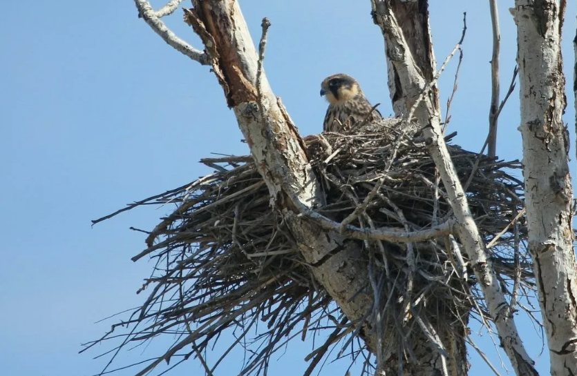 Гнездо Сокола чеглока