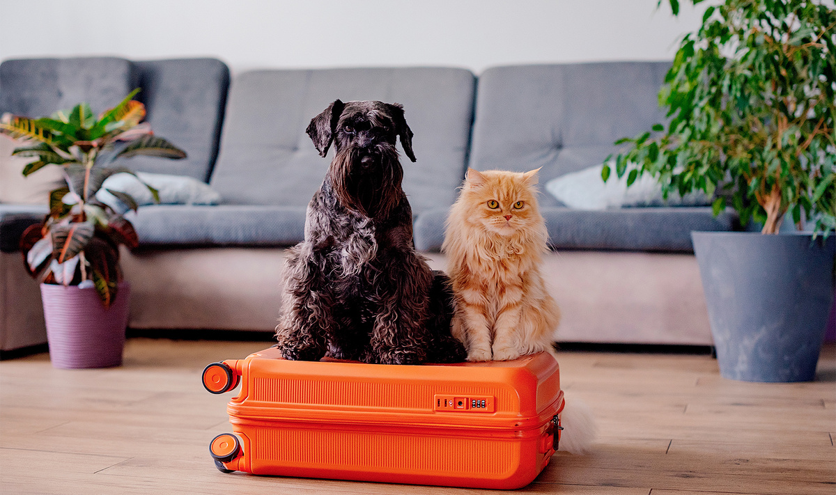 Возьмите с собой пелёнки, любимые лежанки, вкусняшки-игрушки для товарища по поездке.Фото: Kokosha Yuliya / Shutterstock.com