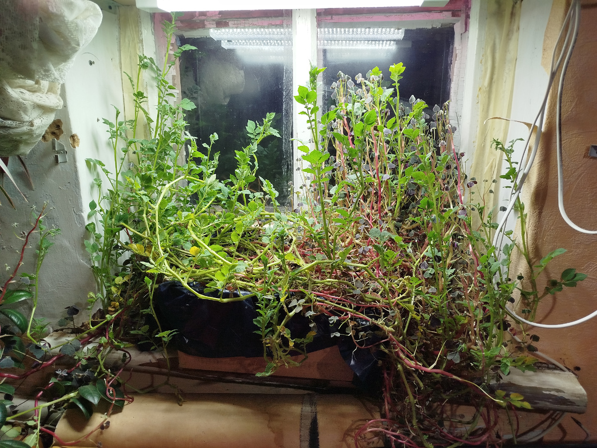 Кислица и картофель в марте